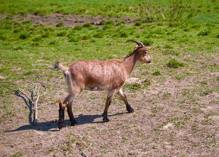 French Alpine goat in the meadow. Summer. Summer rural landscape.の写真素材