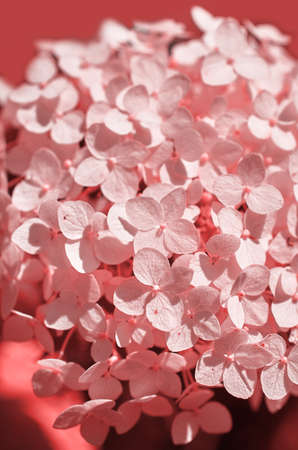 Hydrangea inflorescence close-up. Pink tinting. Vertical format. Selective focus
