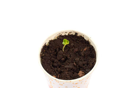 vegetable garden on the windowsill. A small sprout in a paper cup isolated on a white background. close up, top viewの写真素材