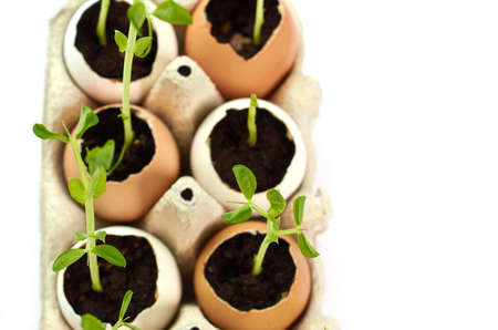 vegetable garden on the windowsill. Seedlings of green peas in eggs isolated on a white background. close up, top viewの写真素材