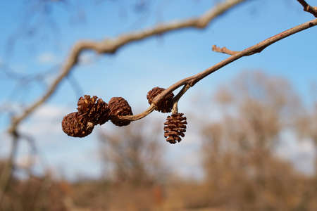Alnus glutinosa. Cones of black alder against the sky in close-up
