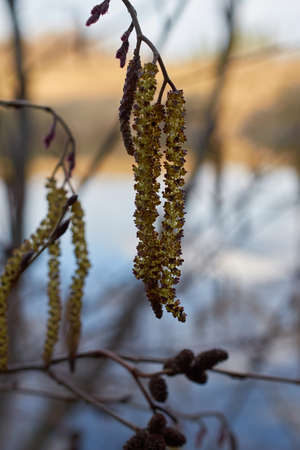 Alnus glutinosa. Inflorescences of black alder on the background of the river close-up. vertical format, selective focusの写真素材