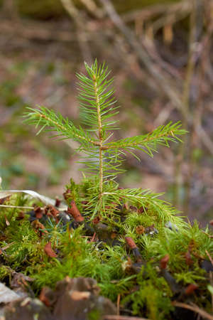 A small fir sprout grew on the moss. Selective focus, vertical formatの写真素材