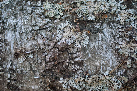 The trunk of a tree covered with lichen Parmelia saxatilis. Texture, horizontal formatの写真素材