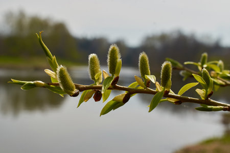 Budding buds on a branch of the Salix acutifolia on a blurry background. close-upの写真素材