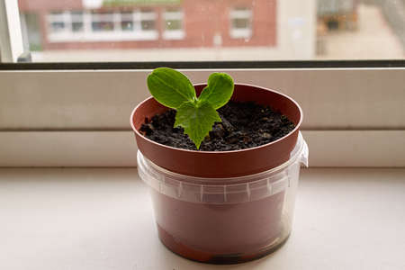 vegetable garden on the window. Cucumber sprout in a plastic pot on the windowsillの写真素材