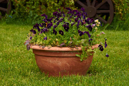 A clay flower pot with pansies on the lawnの写真素材