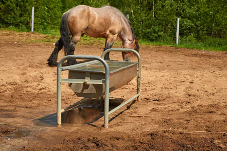 Metal tank with water for watering horses in levada on the background of a grazing Belgian heavy horseの写真素材