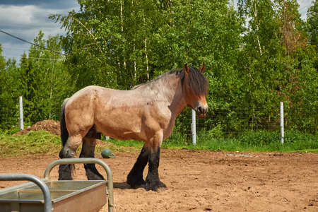 Brabanson, a Belgian heavy horse. Full-length portrait of a horseの写真素材