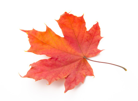 Autumn. Yellow leave on a white backgroundの写真素材