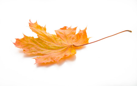 Autumn. Red leave on a white backgroundの写真素材