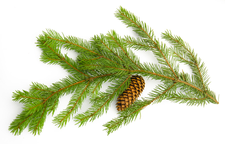 Pine branch with cones isolated on white background. Top view.の写真素材