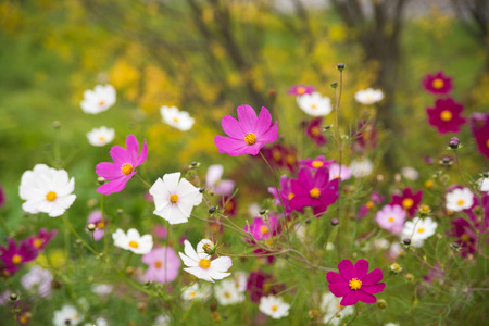 Flowers in the meadow. Autumn flowers. Beautiful. Floral background.の写真素材