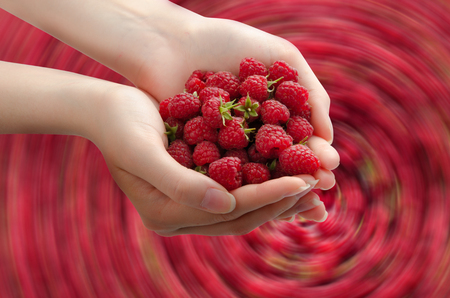 Women's hands with fresh raspberries on red abstract background. Top view.