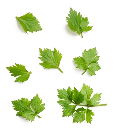 Celery or parsley leaf isolated on white background. Top view.の写真素材