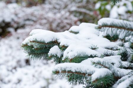 Snow. Winter. Fir branches. Christmas new year background.の写真素材