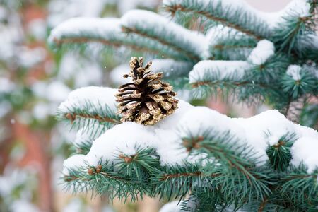 Winter. Snow. Cone on fir branches. Christmas new year background.の写真素材