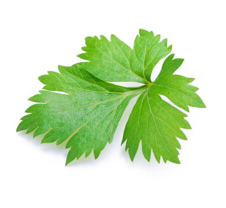 Celery or parsley leaf isolated on white background.の写真素材