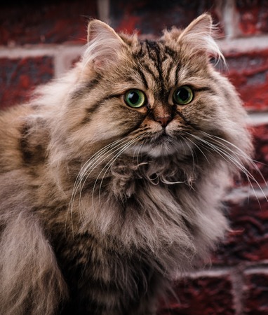 Persian cat with green eyes on brick wall background. Macro.の写真素材
