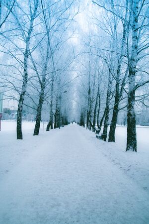 Morning. Winter. Russia. Moscow. Snow. Forest or park. Concept.の写真素材