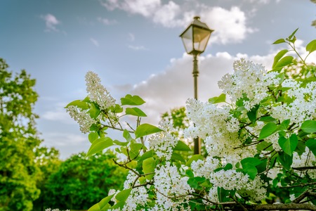 White lilac and Lamp in the Park.の写真素材