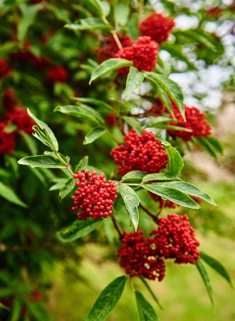 Red viburnum. Viburnum on a tree. Russian red viburnum.の写真素材