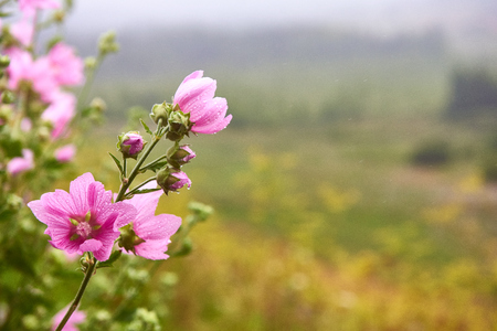Pink mallow flowers. Blooming musk mallow in summer. Malva flowers.の写真素材