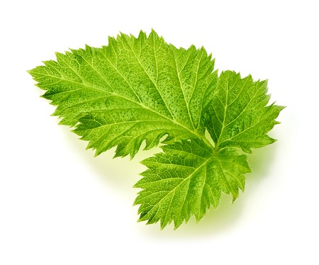 Raspberry leaf isolated on white background. Top view.の写真素材