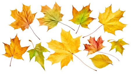 Set of autumn leaves isolated on white background. Top view.の写真素材