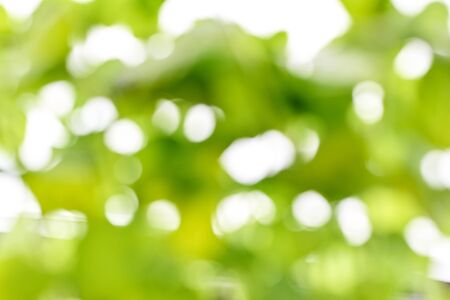 Natural green background with bokeh. Beautiful nature, green background, round bokeh.の写真素材