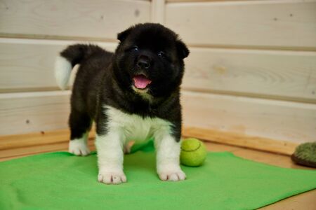 Akita puppy. American akita young dog.の写真素材