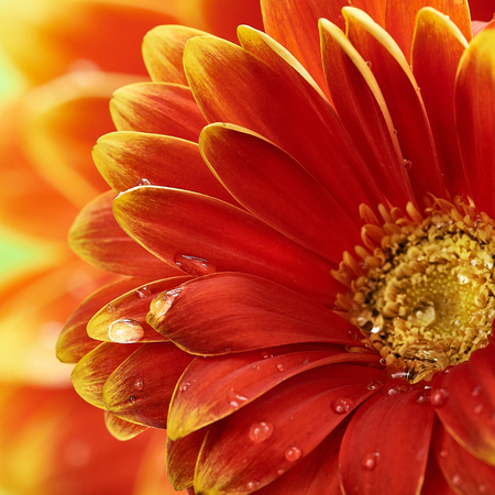 Beautiful orange flower Gerbera with water drops. Macro photography of gerbera flower.の写真素材