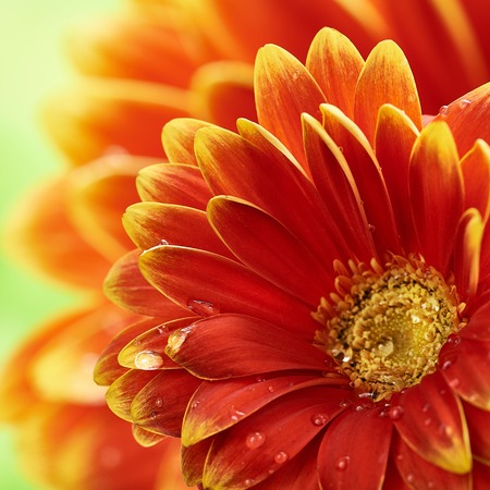 Beautiful orange flower Gerbera with water drops. Macro photography of gerbera flower.の写真素材