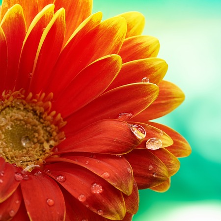 Beautiful orange flower Gerbera with water drops on turquoise abstract background. Macro photography of gerbera flower.の写真素材