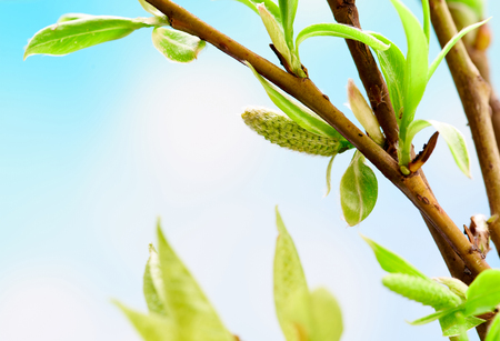 Beautiful spring background with green branch on blue. Macro shot. Wallpaper.の写真素材
