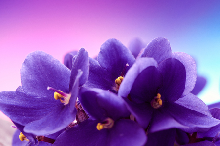 Beautiful spring background with violets flower. Macro shot. Wallpaper.の写真素材