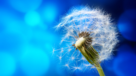 Macro of a dandelion on the blue abstract background. Wallpaper. Banner.の写真素材