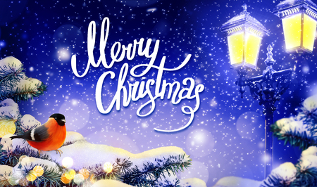 Winter Background. Christmas card or wallpaper. Bullfinch on a snowy fir branch. Light of street lamps.の写真素材