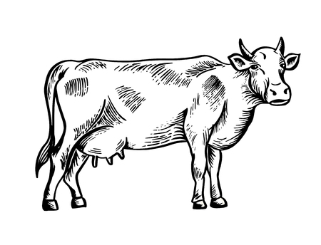 Sketch of cow drawn by hand. Livestock. Cattle. Animal grazing. Vector illustration like engraving.のイラスト素材