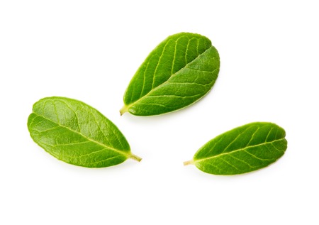 Blueberries or lingonberries green leaves. Fresh leaf of blueberry isolated on white background.の写真素材