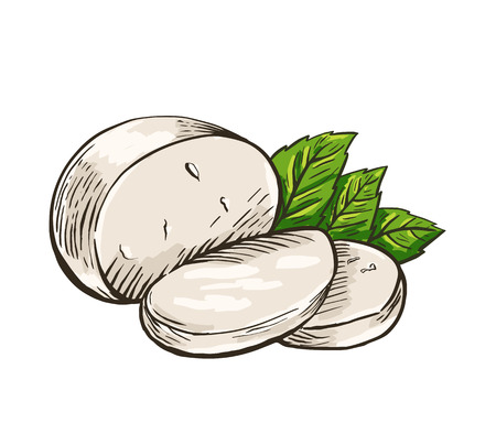 Cheese Buffalo mozzarella with basil leaves. Colored hand drawn engraving. Vector illustration.のイラスト素材