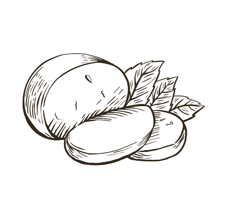 Cheese Buffalo mozzarella with basil leaves. Hand drawn engraving. Vector illustration.のイラスト素材