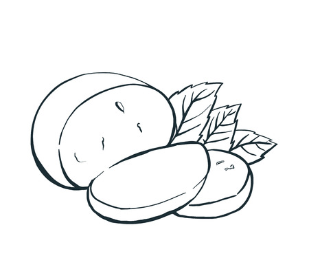 Cheese Buffalo mozzarella with basil leaves. Hand drawn engraving. Vector illustration.のイラスト素材