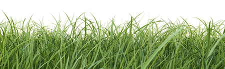 Grass isolated on white. Summer or Spring border.の写真素材