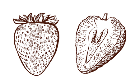Whole and half of strawberry. Hand drawn strawberries. Vintage engraving illustration for logotype, poster, web.のイラスト素材