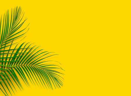 Green leaves of palm tree on yellow background. Tropical and coconut leaf.の写真素材