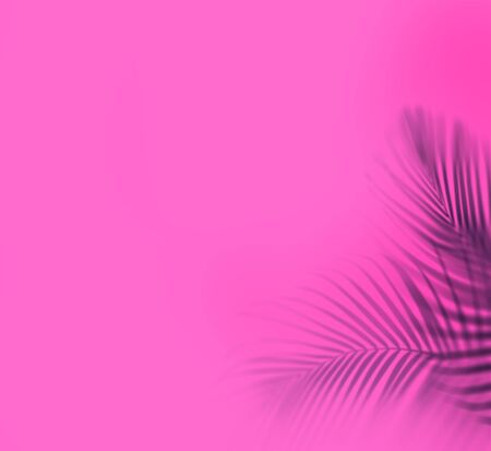 Leaves of palm tree on pink background. Tropical and coconut leaf.の写真素材