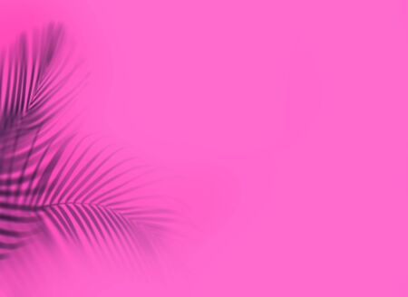 Leaves of palm tree on pink background. Tropical and coconut leaf.の写真素材