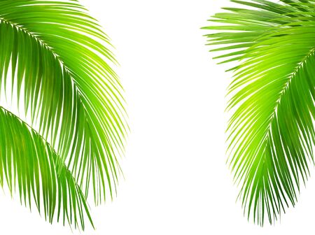 Green leaves of palm tree isolated on white background. Tropical and coconut leaf.の写真素材