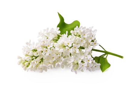 Branch of white lilac flowers with green leaf isolated on white background.の写真素材